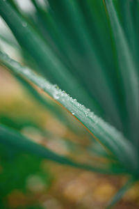 Close-up of wet plant leaves