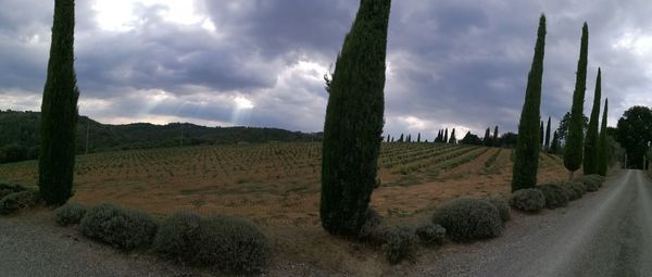 Panoramic shot of trees on field against cloudy sky