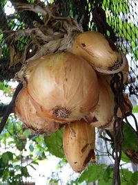 Low angle view of pumpkins on tree