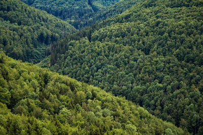 High angle view of pine trees in forest