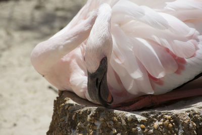 Close-up of a bird on rock