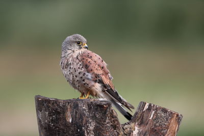 Close-up of bird perching on wooden post