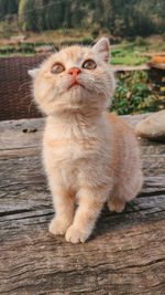 Portrait of cat sitting on wood