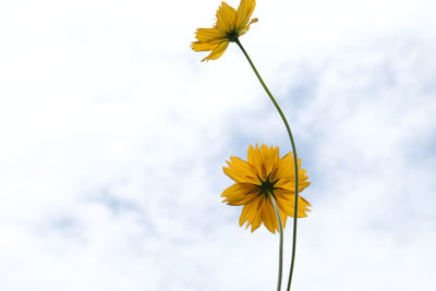 Close-up of yellow flowering plant against sky