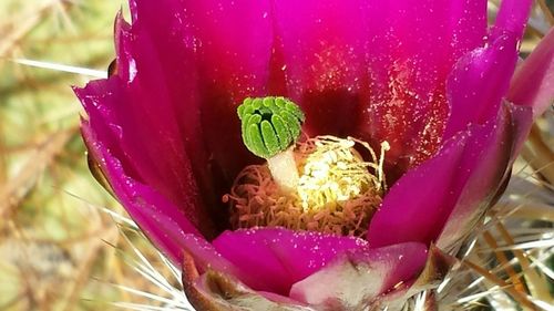 Close-up of pink flower