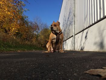 Rear view of dog walking on road