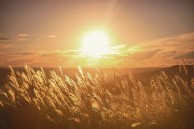 Close-up of grass growing in field at sunset