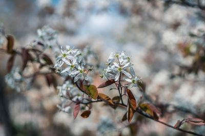 Close-up of cherry blossoms in spring