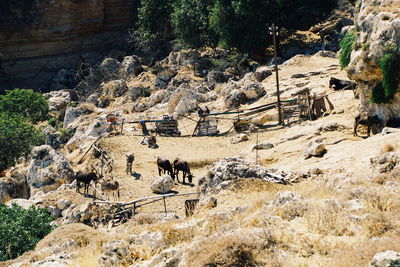 High angle view of sheep on rock