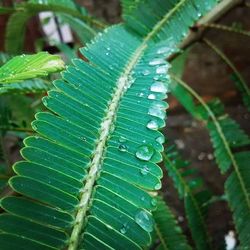 Close-up of leaves