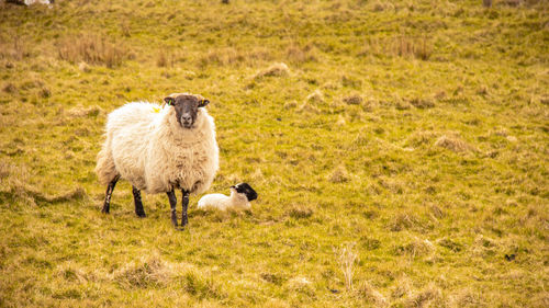 Sheep grazing on field