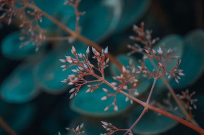 Close-up of fresh plant