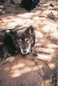 High angle portrait of dog on field