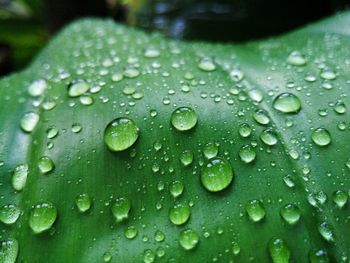 Close-up of water drops on leaf