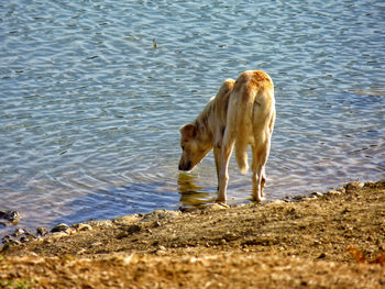 Dog drinking water in a lake