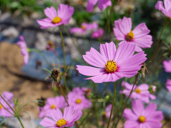 Close-up of insect on pink flowering plant