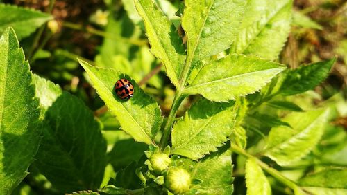 Close-up of ladybug on leaf