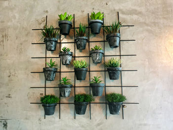 Potted plants in shelf against wall