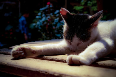 Close-up of cat sleeping