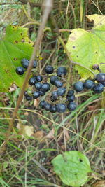 Close-up of fruits growing on plant