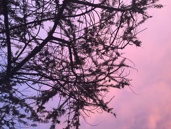 Low angle view of tree against sky