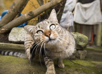 Close-up portrait of tabby cat outdoors