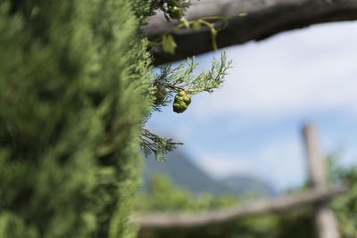 Close-up of insect on tree