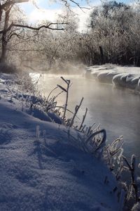 Snow covered trees in winter