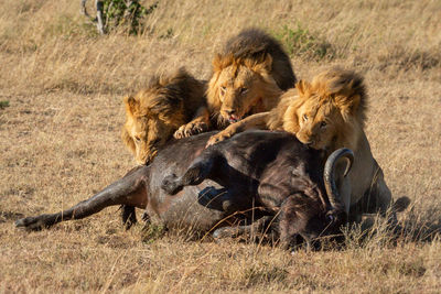 Three male lions hold down dead buffalo