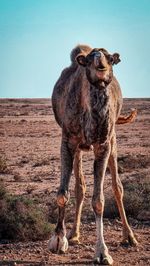 Camel in moroccan sahara