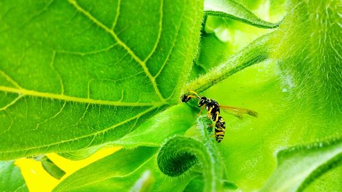 Close-up of insect on leaf