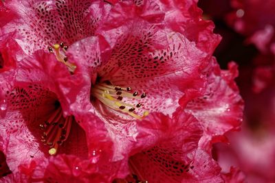 Close-up of pink flower