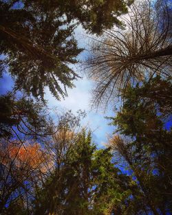 Low angle view of trees