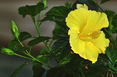 Close-up of yellow flower