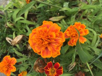 High angle view of orange flowers blooming on field