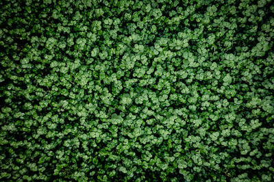 Full frame shot of plants