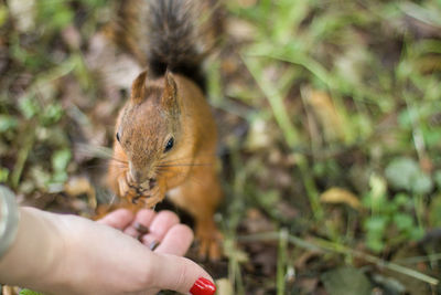 Close-up of hand holding squirrel