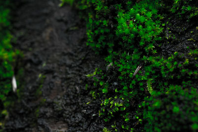 Close-up of tree trunk in forest