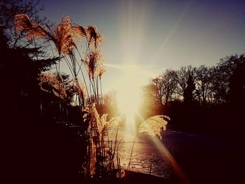 Close-up of silhouette plants against sky during sunset