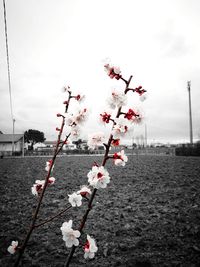 Fresh flowers on tree against sky