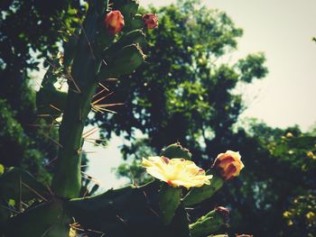 Close-up of flowers blooming on tree