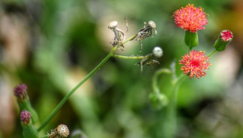 Close-up of flowers