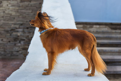 High angle view of dog looking away on retaining wall