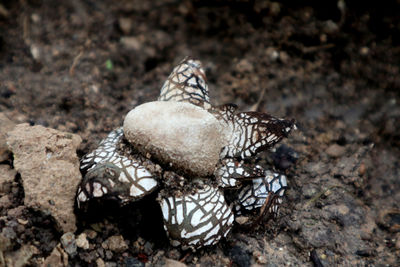 A special mushroom