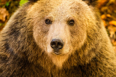 Close-up of a wild bear in the forest