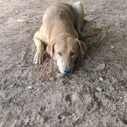 High angle portrait of dog relaxing on field