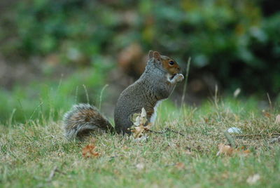 Squirrel on a field