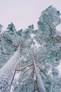 Low angle view of snow covered trees against sky