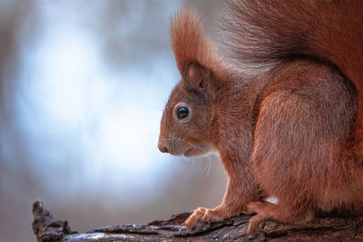 Close-up of squirrel eating