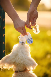 Hold hands. white dog at sunset. future family